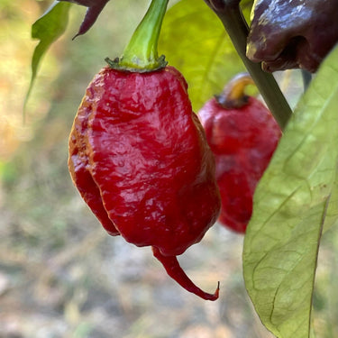 Purple Death - Seeds - The Pepper Pantry (Formerly Marie Sharp's)